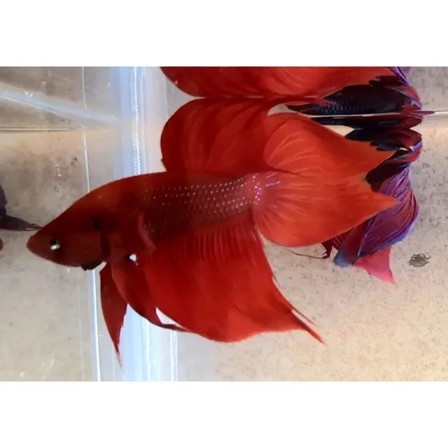 Betta De Velo Surtido 
