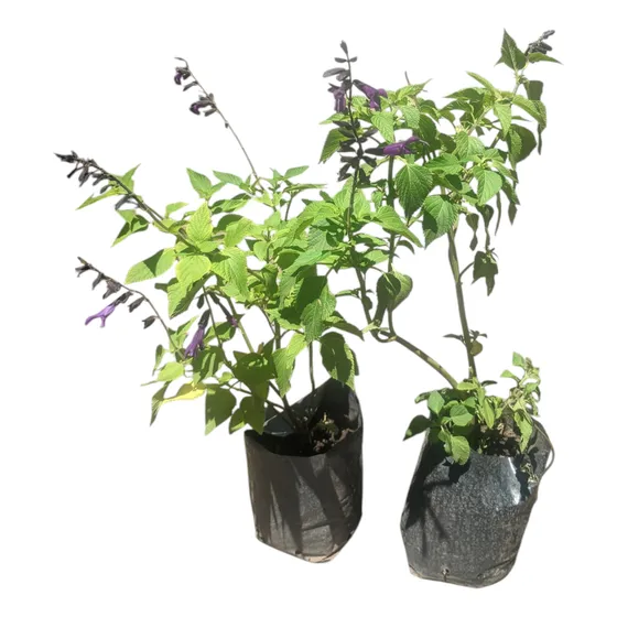 Salvia Guaranitica - Greggi-  Involucrata - Atrae Colibríes