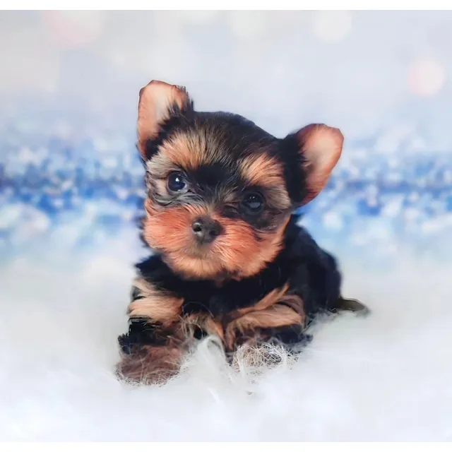 Cachorros Yorkshire Terrier Mini Yorkie Cali Medellin Bogota