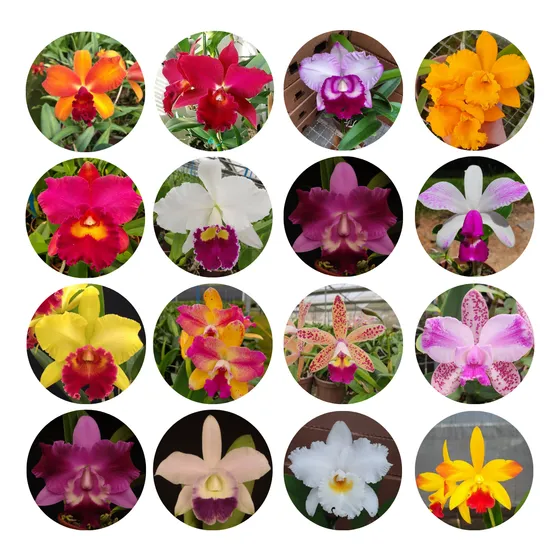 4 Mudas Orquidea Cattleya Pronta Entrega 