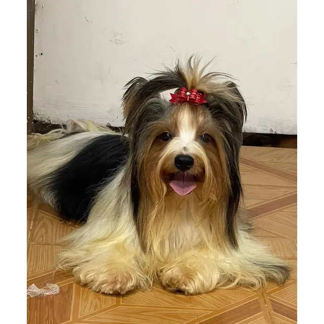 Cachorros Biewer