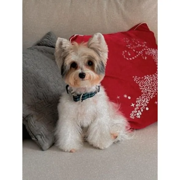 Cachorros Yorkshire Biewer Terrier