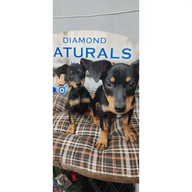 Pinscher Miniatura En Oferta Aptos A Certificado De Pureza