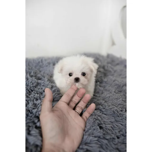 Bichon Maltés