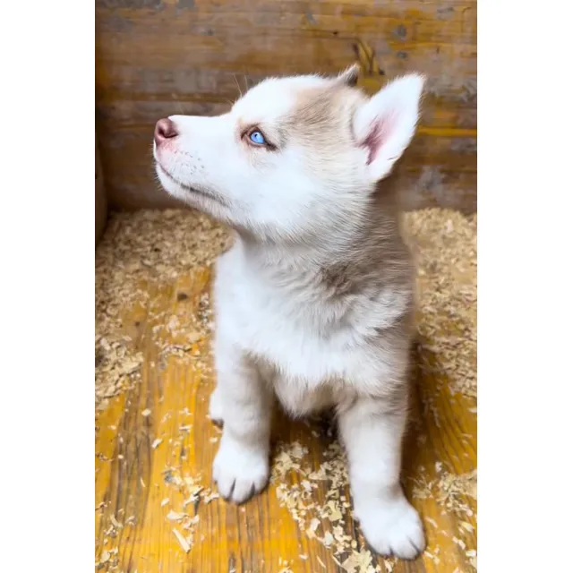 Cachorros Husky Siberiano Manto Rojo