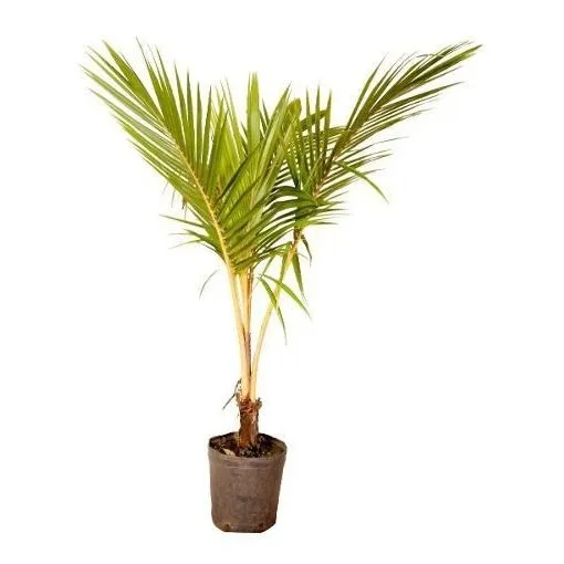 Muda De Coco Anão Altura De 0,40 Cm A 0,80 Cm