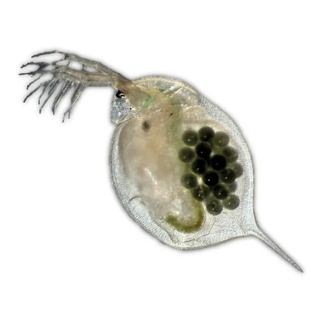 Alimento Vivo Para Peces, Pulga De Agua (daphnia)