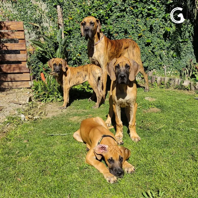 Cachorro Gran Danes Con Pedigree