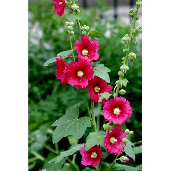 Semillas De Malva Real O Vara De San José (30 Sem)