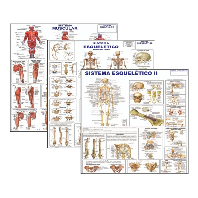 Kit 3 Mapas Sistema Muscular - Esquelético 1 - Esquelético 2