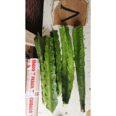 Kit Muda Pitaya Autofértil - 3 Branca Gigante E 3 Vermelha