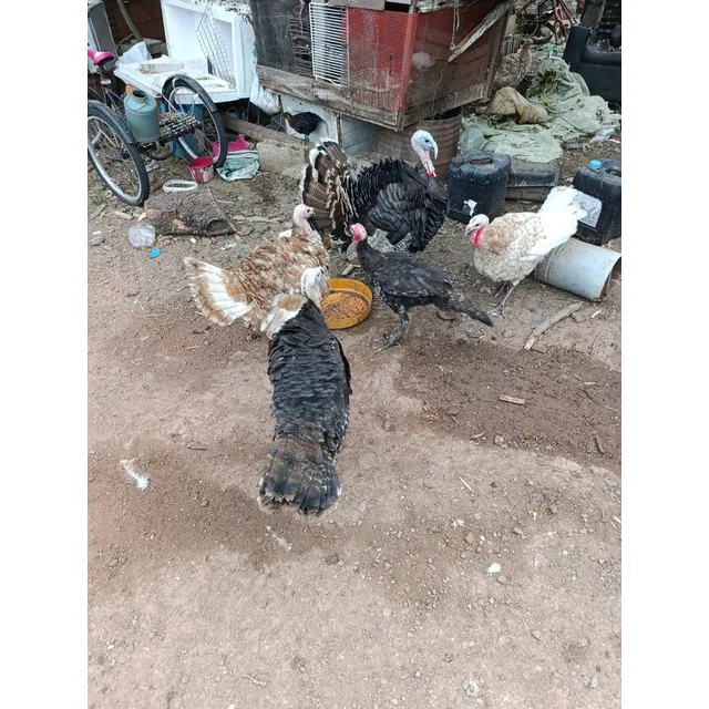 Vendo Pavos Criollos Hay Pato Marruecos Y Criollos Y Ganzo