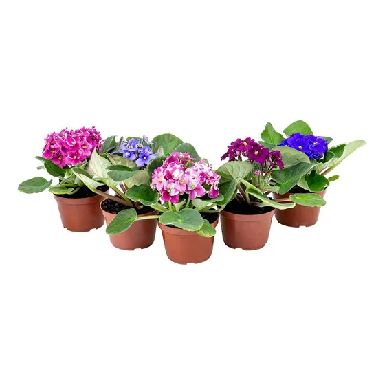 Violeta Africana P11 X 5 Unidades Surtido
