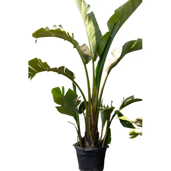 Strelitzia Nicolai - Planta Exótica En Promoción 40l
