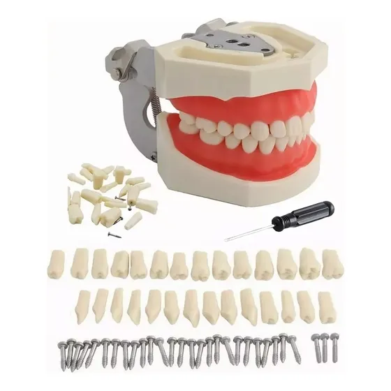 Tipodonto Para Nissiin Encía Suave 28 Dientes Dentales 