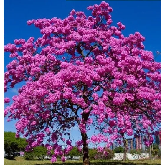 25 Semillas De Guayacán Roble Morado Tabebuia Impertiginosa.