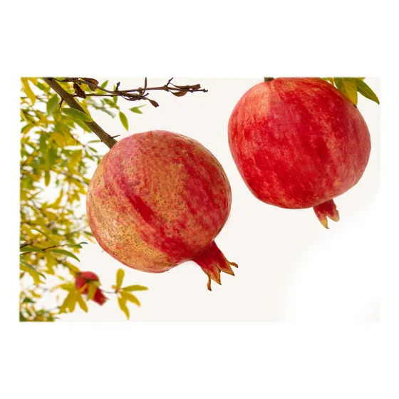 Granada Wonderfull (variedad De Fruta Bien Grande)