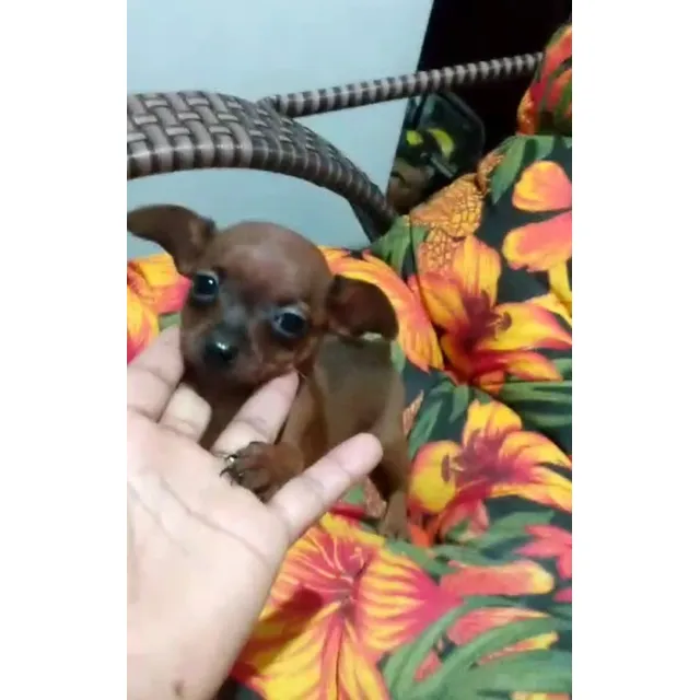 Cachorros  Mini Pinscher De 50 Días, Corto Pelaje
