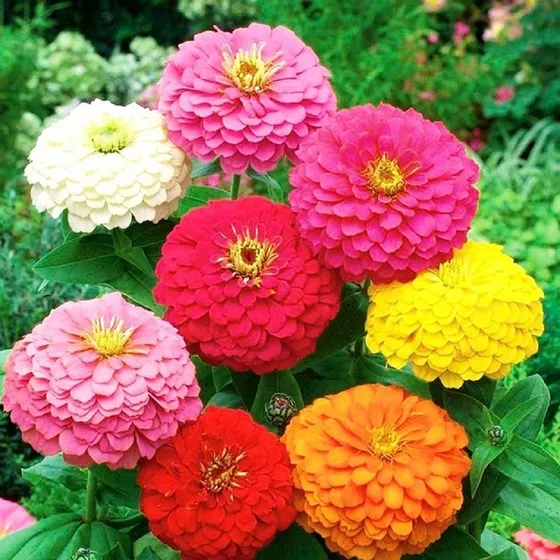 Semillas Zinnia Gigante Organicas Ideal Huerta Jardin Maceta
