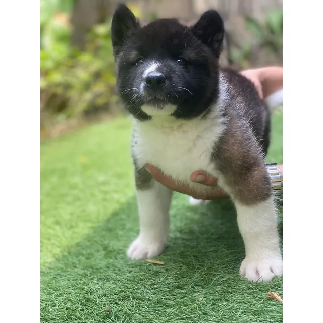 Perros Akita Americano Cachorros Popayán Tunja Sincelejo