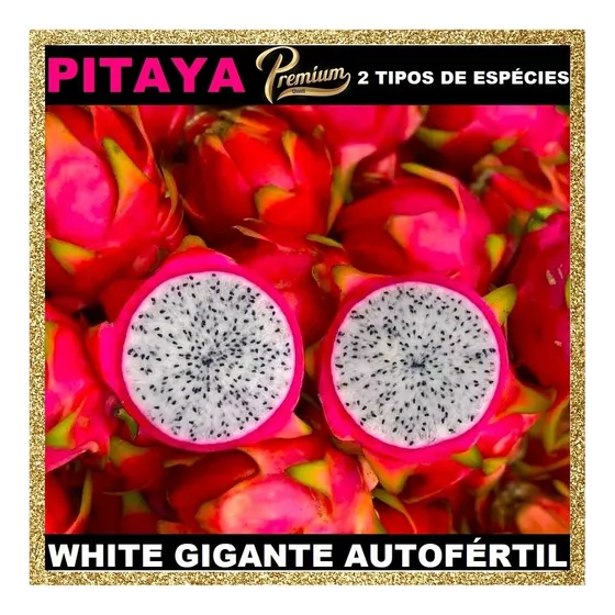 Mudas De Pitaya Brs Lua E Luz Do Cerrado Embrapa Auto Fértil