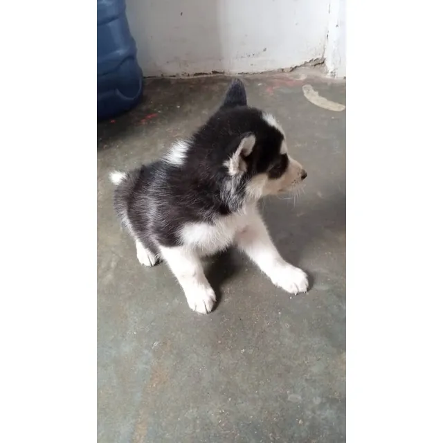 Cachorro Husky Siberiano 250$