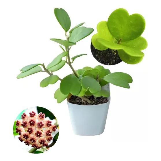 Muda Flor De Cera Hoya Kerrii - Folha Coração