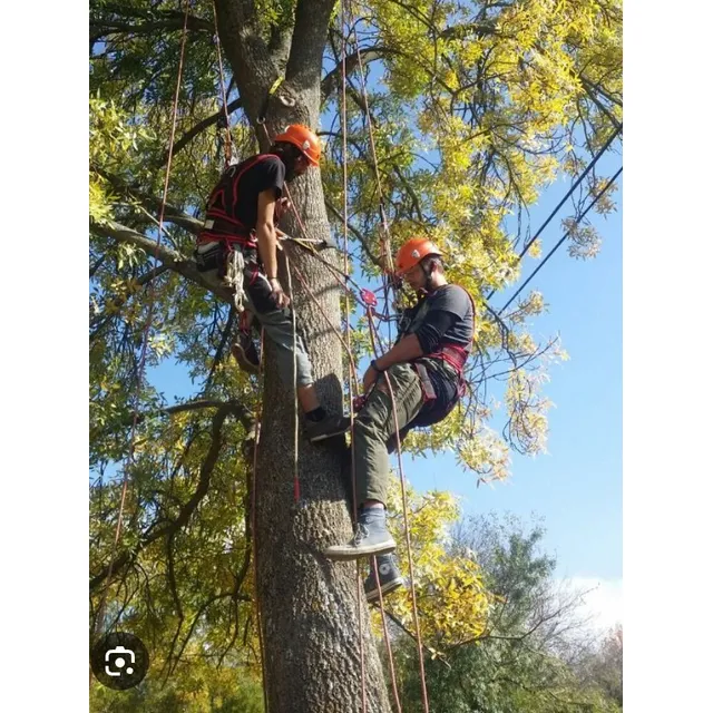 Poda De Arbol