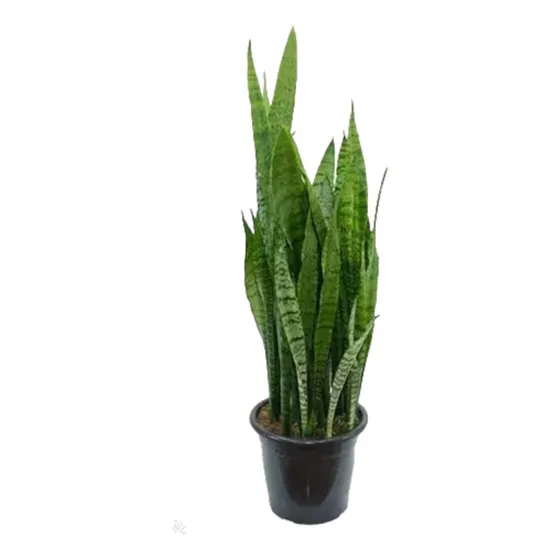 Espada De São Jorge Ogum Adulta