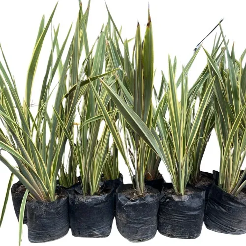 Plantas Naturales Phormiun Formio Aureos Rubra Verde 10l 