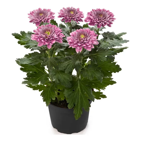 Sobre Para Sembrar 50 Plantas Floral Crisantemos