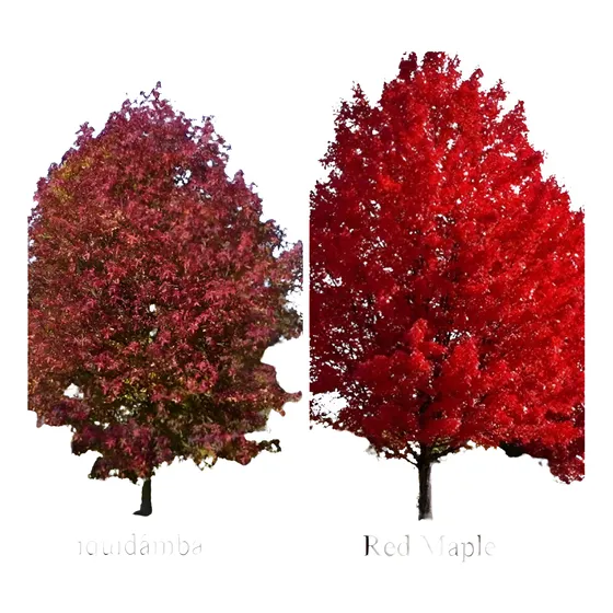 1 Muda Red Maple-bordo Canadense + 1 Muda Liquidâmbar