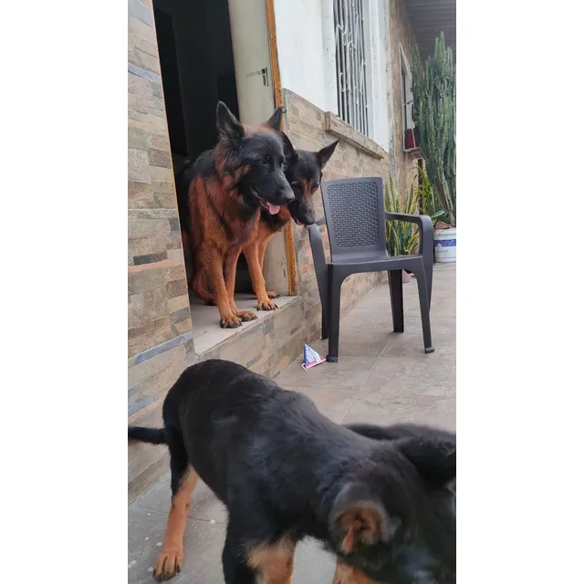 Mascotas - Cachorro Pastor Alemán