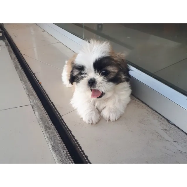 Shihtzu Miniatura Macho