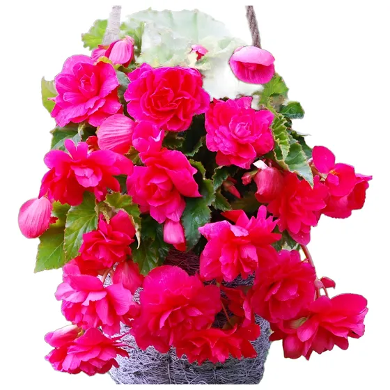 Bulbos De Begonia Cascade 7 Colores Imp Holanda