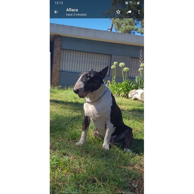 Cachorros Bull Terrier Con Excelente Pedigree 