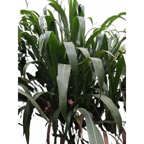 Semillas Pasto Clon 51 Agro J Del Norte 30kg.