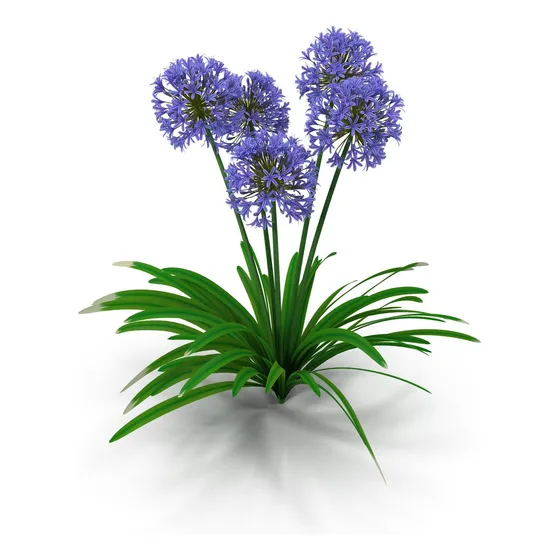 Agapanthus Agapanto Lirio Africano Arbusto Ornamental