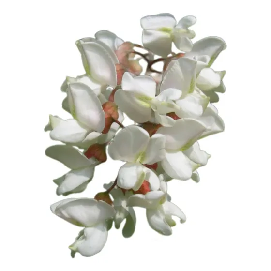 Robinia, Falsa Acacia, Acacia Blanca, Acacia Ejemplar