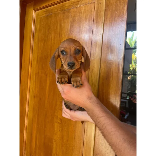 Maravillosos Salchichas Dachshunds Mini