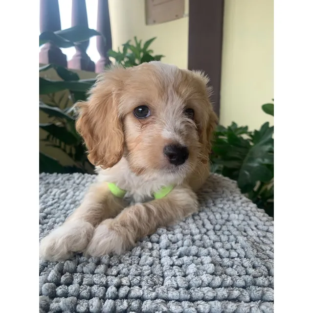 Cachorros Cockapoo