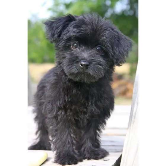 Cachorros Yorkipoo Vacunados Y Desparacitados