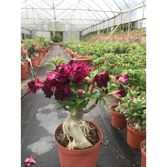 100 Semillas De Adenium Obesum Rosa Del Desierto 