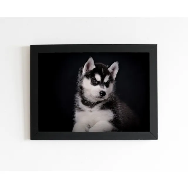 Quadro Filhote De Husky Preto E Branco