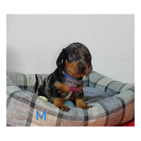 Salchichas Machos - Perro De Raza En Adopción