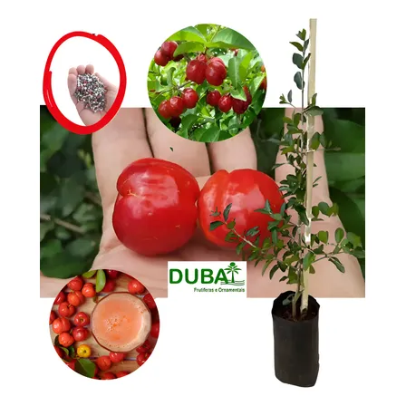 Muda De Acerola Doce Gigante Já Produzindo + Brinde