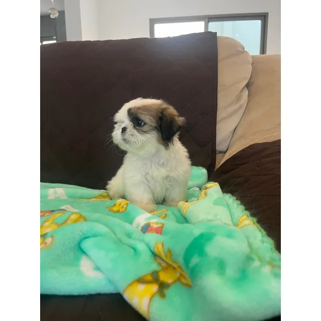 Perritas Shitzu Listas Para Un Nuevo Hogar 