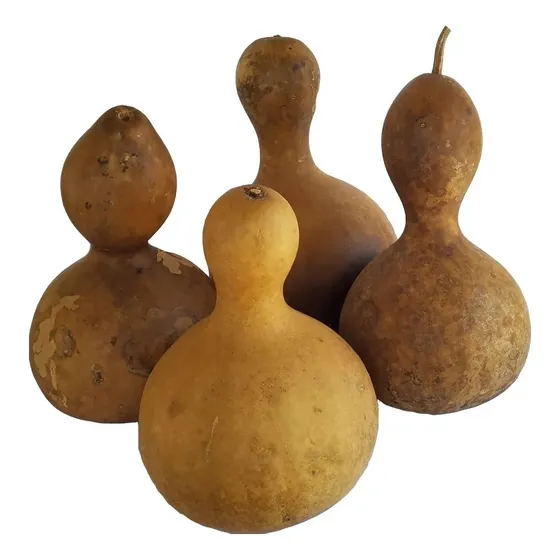 Cabaças Porongo Secas Natural Fechada 13cm A 14cm (10 Unid)