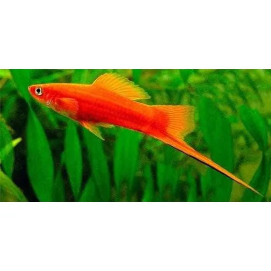 Peixe Espada Vermelho Lindos Exemplares, Entregas No Rj 24h