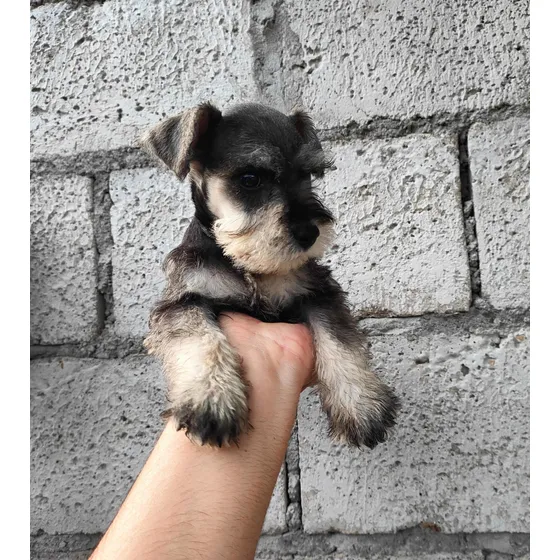 Schnauzer Miniatura Entregas En Personas A Otras Ciudades